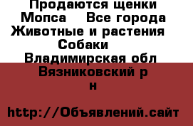 Продаются щенки Мопса. - Все города Животные и растения » Собаки   . Владимирская обл.,Вязниковский р-н